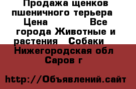 Продажа щенков пшеничного терьера › Цена ­ 30 000 - Все города Животные и растения » Собаки   . Нижегородская обл.,Саров г.